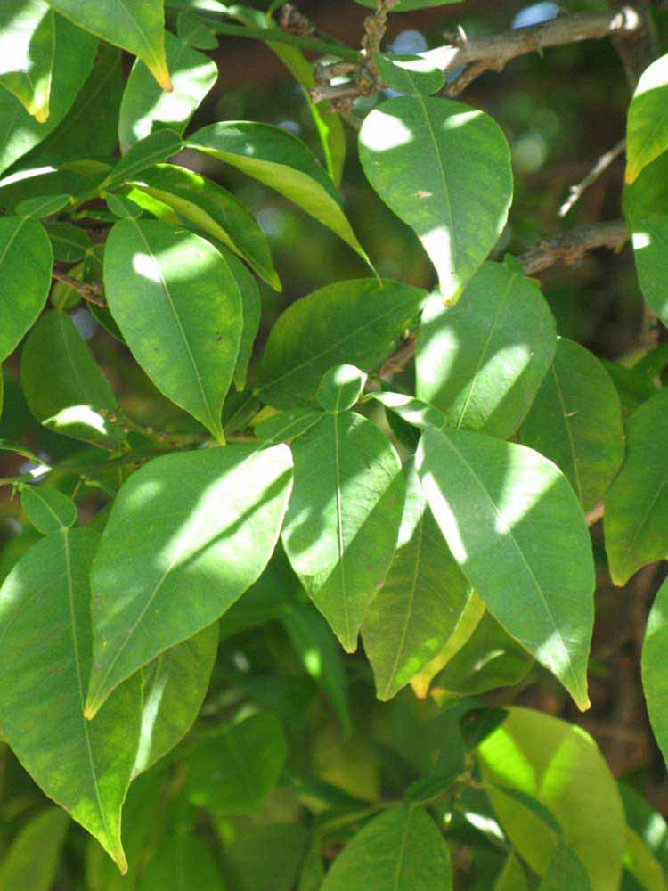              Shade leaves (Riverside, CA)       